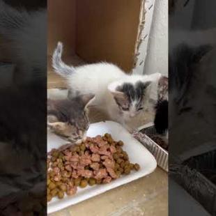 🐾Little Cat Family Was Waiting for Me! 🐾💕#shorts#kitten#cat #catvideo #cute#animals  #adoptstrays