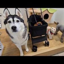 初めて犬と子猫を連れて紅葉を見に行ったら楽しすぎてこうった...