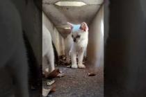 側溝の中の子猫