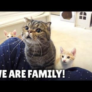 Giving the New Cat Family a Home! | Kittisaurus