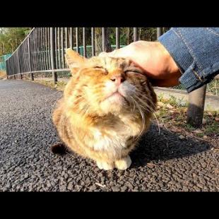 歩道に顔が横に長い猫がいたのでナデナデしてきた