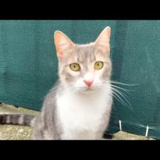 Soft colored furry calico street cat meows at me for food