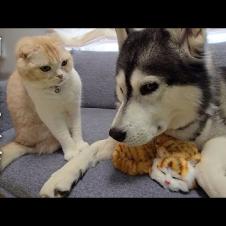 最愛の犬が知らない子猫と寝てたら猫がこうなりました...