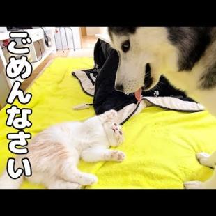 まさかハスキー犬に怒られるとは思っていなかった子猫がニャーニャー騒いでます...