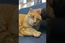 強風でフェリー欠航。待合室には猫が寝ていました #猫