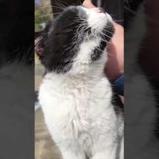 #ImpressedCatVideo #catisland #Cat