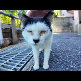 前髪を切りすぎた猫