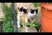 Mini Cats' Play Party! 🎉 Super Cute and Funny Moments!