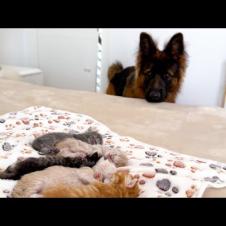 German Shepherd Meets Kittens