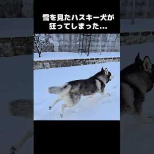 大雪を見たハスキー犬が狂ってこうなった...笑#shorts