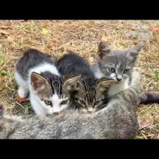 😺🏁 Starting! Kittens in Milk Drinking Race, Super Cute