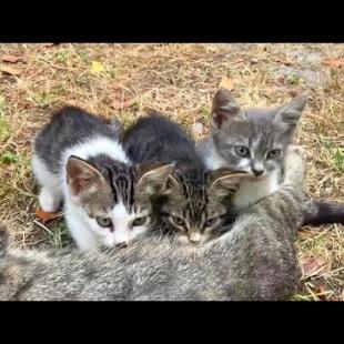 😺🏁 Starting! Kittens in Milk Drinking Race, Super Cute