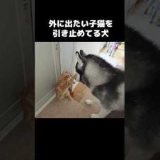 外に出たい子猫を必死に引き止める犬...#shorts