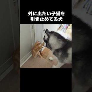外に出たい子猫を必死に引き止める犬...#shorts