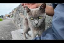 猫島で出会ったグレーの猫がかわいすぎた