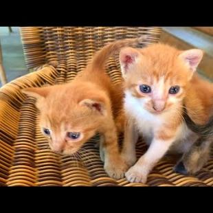 These Images Will Warm Your Heart… Little Kittens Looking for Their Mothers 💖