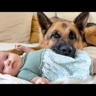German Shepherd and Newborn Baby [Cuteness Overload]