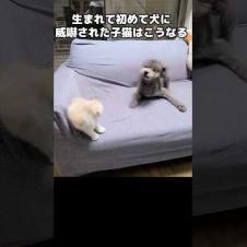 生まれて初めて犬に威嚇された子猫はこうなります...#shorts