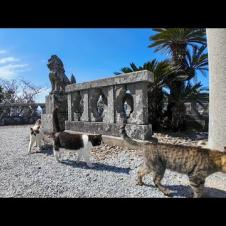 猫島の港で出会った猫たちと高台にある神社に行ってきた