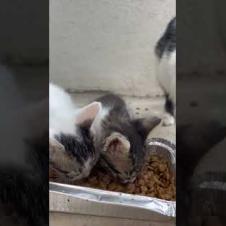 Hungry kittens are waiting for a helping hand to reach out to them🐾#short #kitten #cat#cute