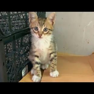 Tabby kitten siblings are best playmates, adorable video