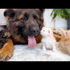 German Shepherd Reacts When Kittens Treat Her Like Mom