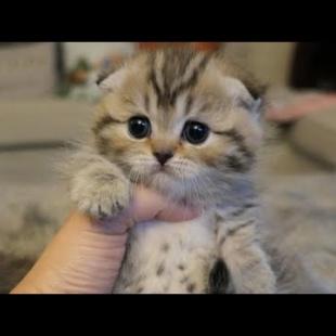 This Baby Munchkin Kitten Will Melt Your Heart With Cuteness