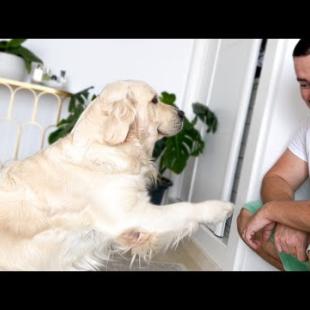CUTEST Dog Ever DEMANDS Attention From Owner