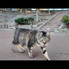 ジョギングコースを歩く猫ちゃんがモフられに寄ってきた