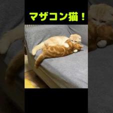 マザコン猫...笑#shorts