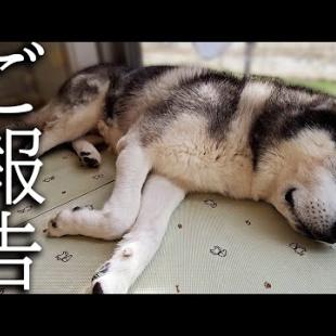 残念で悲しいお知らせです...