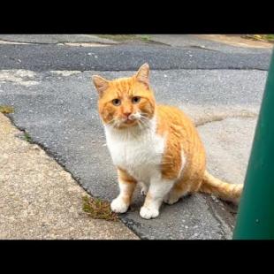 Orange male cat follows female cat