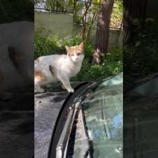 Cat that makes sounds like an alien UFO surprises me. #catshorts #shorts #cat #cats #kitten #cute