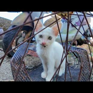 猫島の自転車置き場に行くと猫がワラワラ湧いてきて楽しい