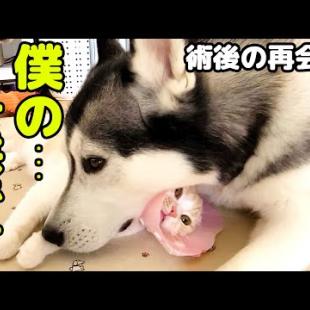 去勢手術後初めてハスキー犬に会い涙を流し喜ぶ子猫に胸が締め付けられました...