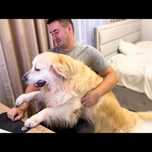 If you imagine that Golden Retriever is my Boss! [Try not to Laugh]