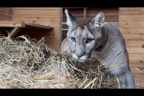 Реакция ПУМЫ и СВИНЬИ на сено / Котята растут / Бобр откликается на имя