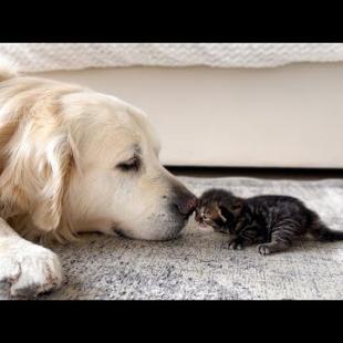 Golden Retriever's Heartwarming Reaction When First Meeting Tiny Kitten