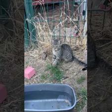 This Little Kitten Is Looking for a Playmate! 🐾💖#shorts #cat #kitten #momcat #catvideo #funnycats