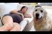 What My Golden Retriever Does When He Finds a Pregnant Woman Sleeping 🥹🐶💤