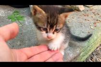 💕🐈 Street Kittens Won't Leave Me! Play, Run, and Cuteness All in One