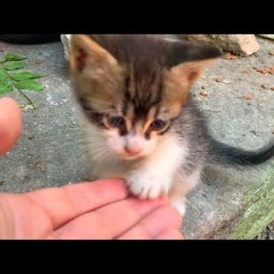 💕🐈 Street Kittens Won't Leave Me! Play, Run, and Cuteness All in One