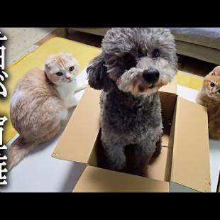 子猫と先住猫の喧嘩を目撃した犬の行動に驚きました...