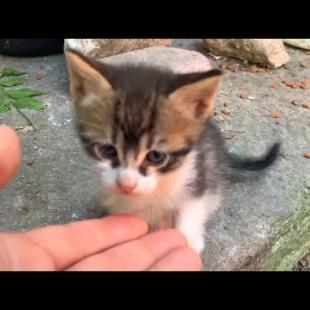 Confused kittens wonder about cat houses, play neighbors