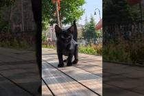 恐る恐る近づいてきてでもやっぱり逃げる子猫の黒猫ちゃんがかわいすぎる