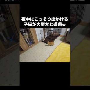 夜中にこっそり出掛けると...子猫が大型犬と遭遇した結果 笑#shorts