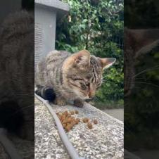 😻 😻 Tabby cat looks after the food that fell down#shorts #cat #catvideos #animals #cute