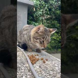 😻 😻 Tabby cat looks after the food that fell down#shorts #cat #catvideos #animals #cute