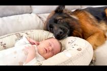German Shepherd Falls in Love with Newborn Baby