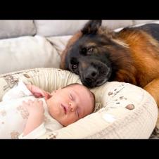 German Shepherd Falls in Love with Newborn Baby